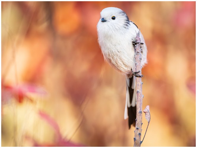 Long tailed tits (2024 edition)