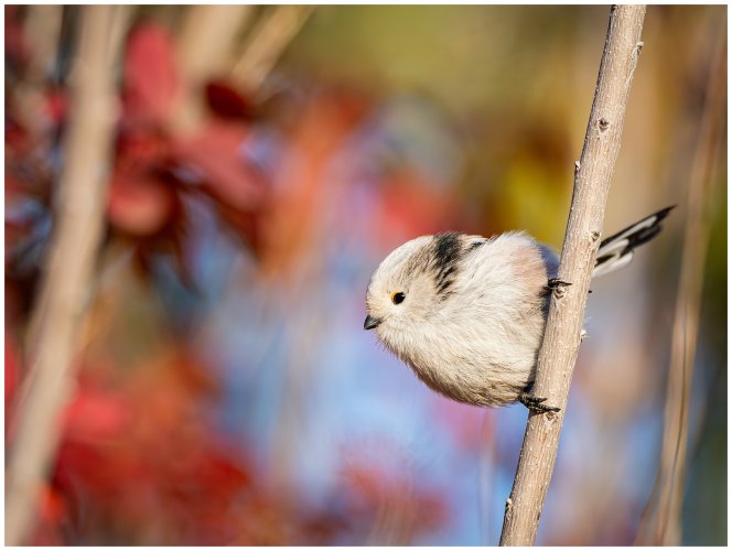 Long tailed tits (2024 edition)