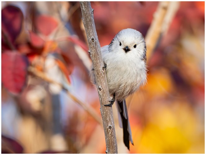 Long tailed tits (2024 edition)