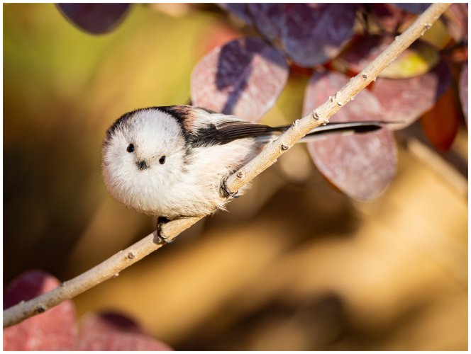 Long tailed tits (2024 edition)