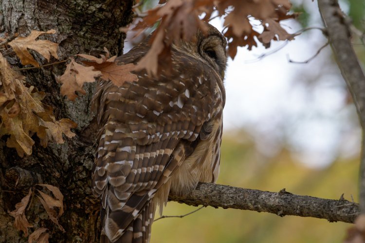 Barred Owl - close