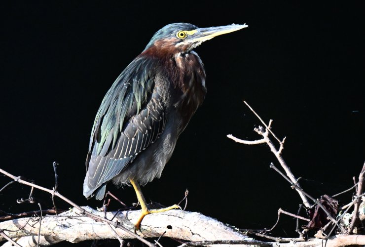 Green Heron in Sea Pines, SC.