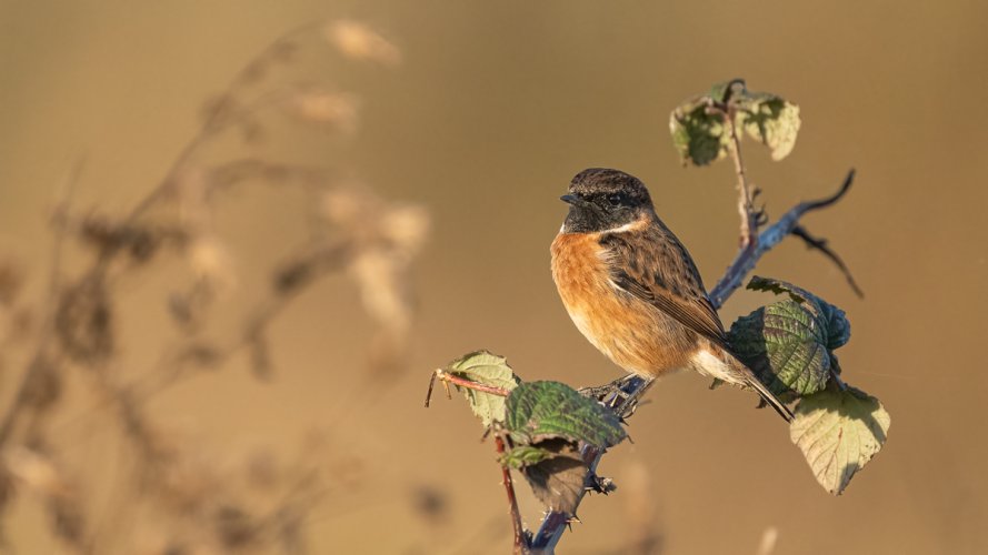 Male Stonechat resting on a bramble in the low autumn sun this afternoon (11/11/2024) - UK.
