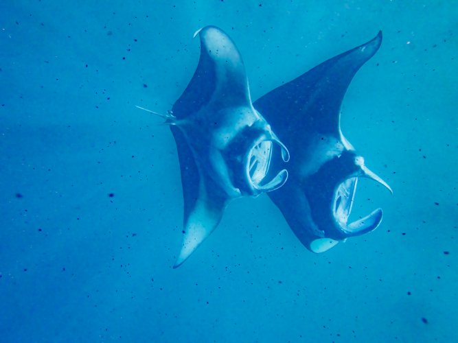 Manta Rays