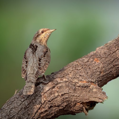 Eurasian Wryneck