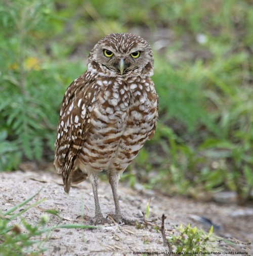 Burrowing Owls in the middle of the city - Cape Coral Florida