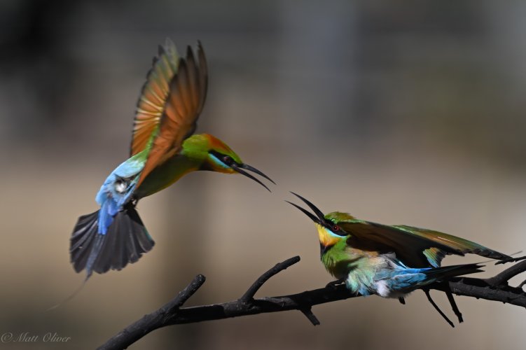 Rainbow Bee-eaters 11.jpg