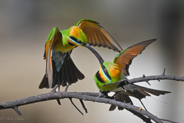 Rainbow Bee-eaters-2.jpg