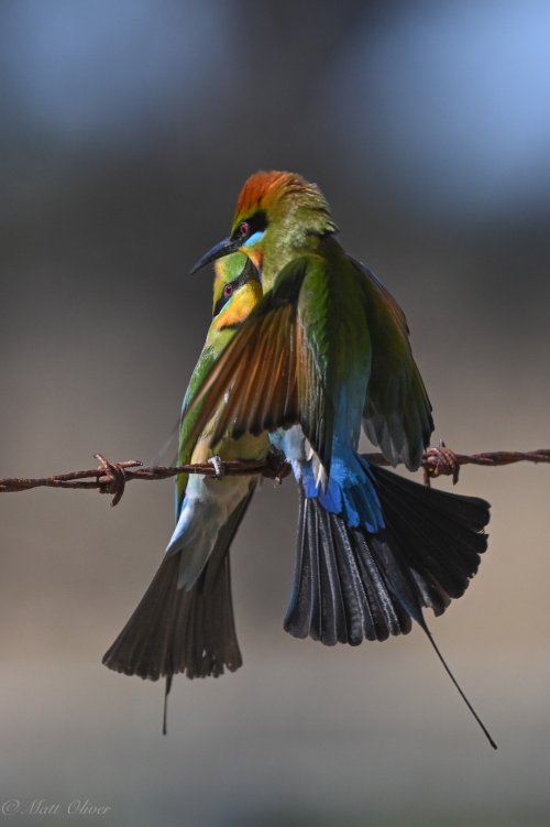 Rainbow Bee-eaters-4.jpg