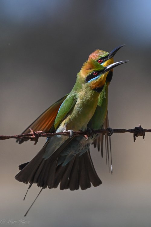 Rainbow Bee-eaters-5.jpg