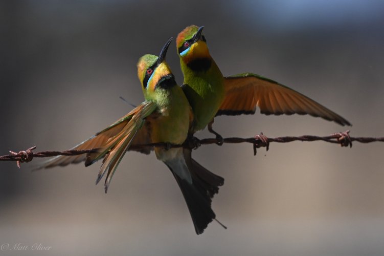 Rainbow Bee-eaters-6.jpg