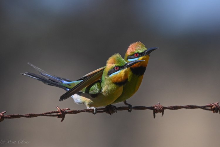 Rainbow Bee-eaters-7.jpg