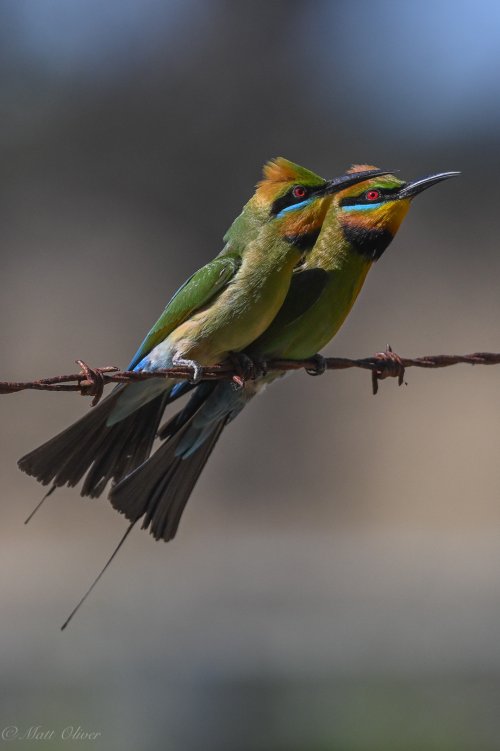 Rainbow Bee-eaters-8.jpg