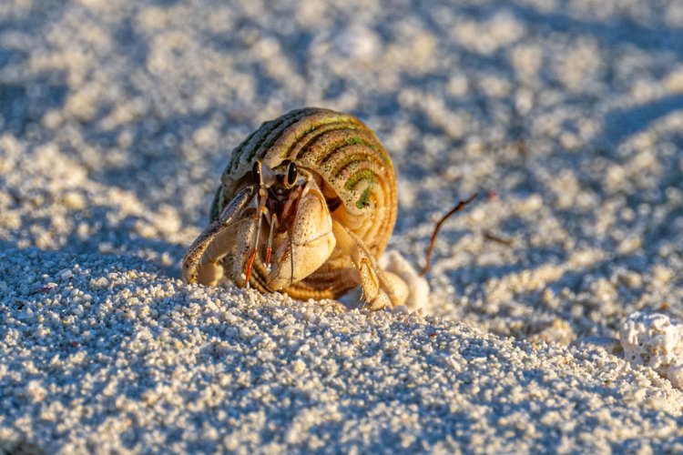 Hermit Crab in the evening sunshine