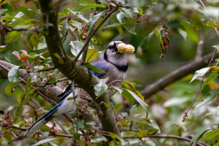 Happy Bluejay