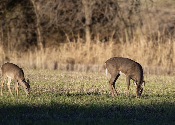 A simple doe deer snap