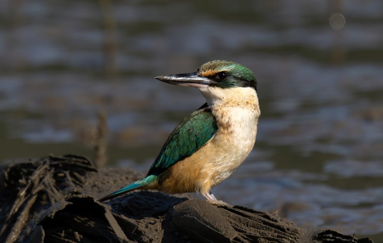 Sacred Kingfisher N.Z.