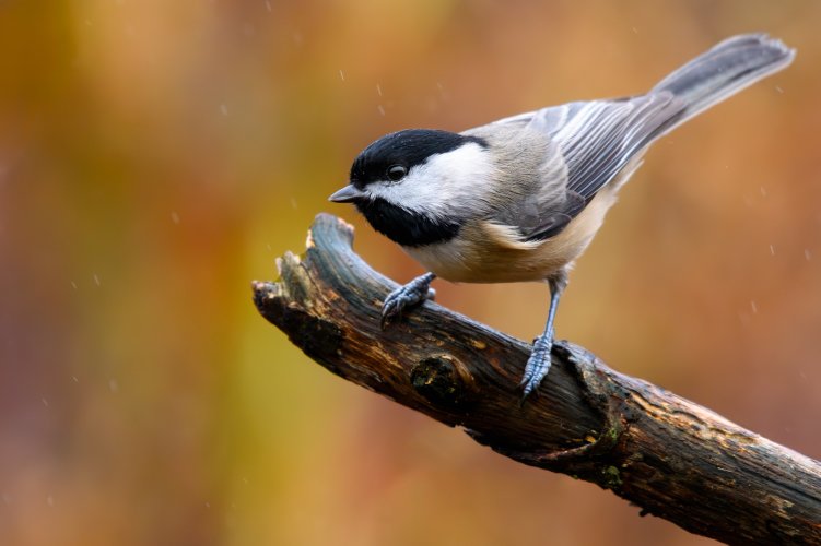 Rainy Carolina Chickadee