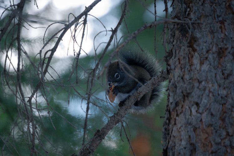 Fun with a couple of squirrels