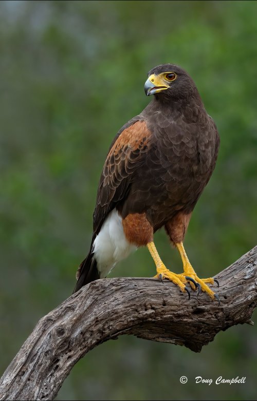 Harris’s Hawk