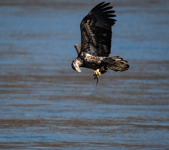 Eagles (at Conowingo)