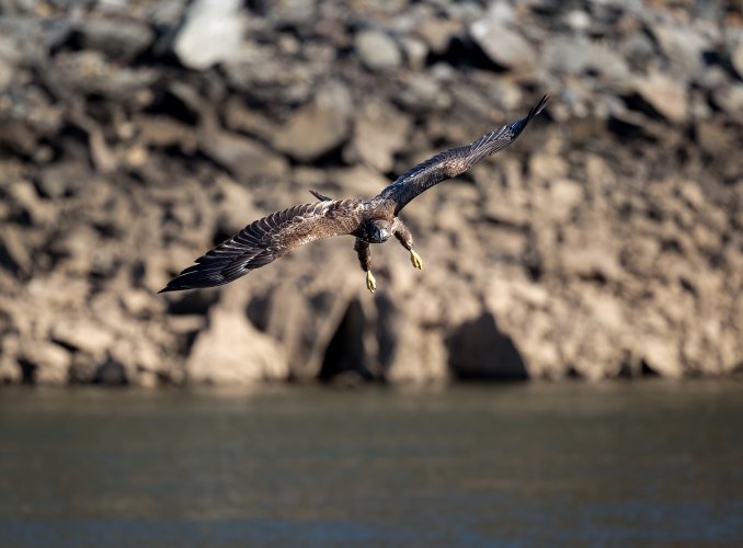 Eagles (at Conowingo)