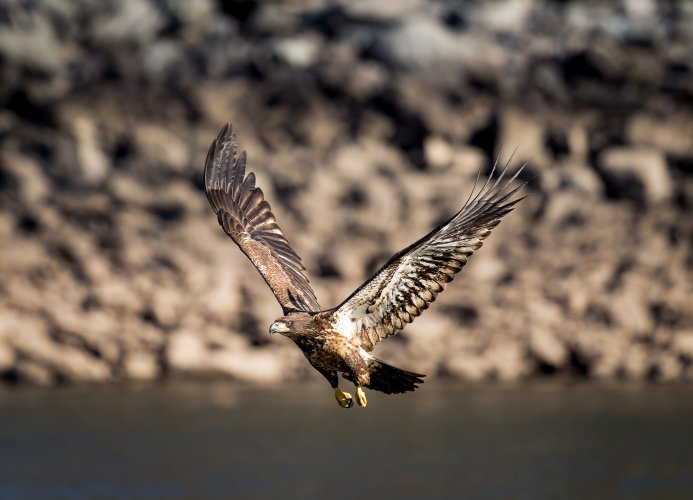 Eagles (at Conowingo)