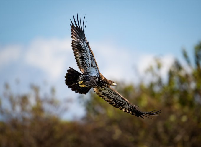 Eagles (at Conowingo)