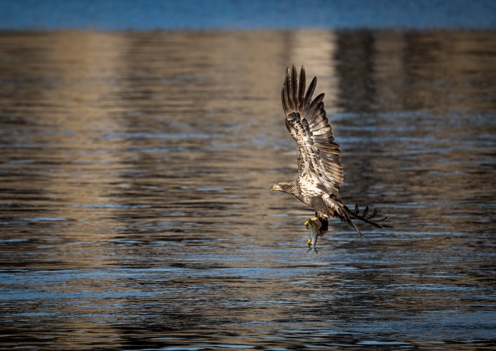 Eagles (at Conowingo)