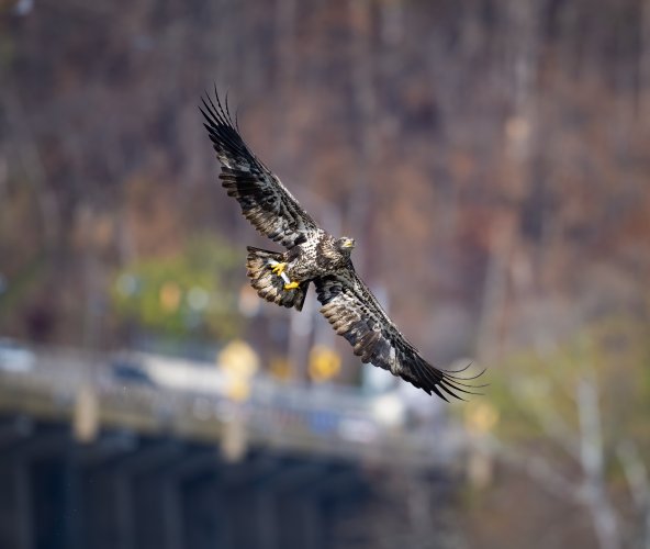 Eagles (at Conowingo)