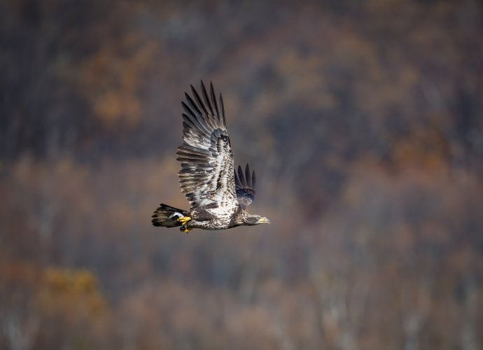 Eagles (at Conowingo)