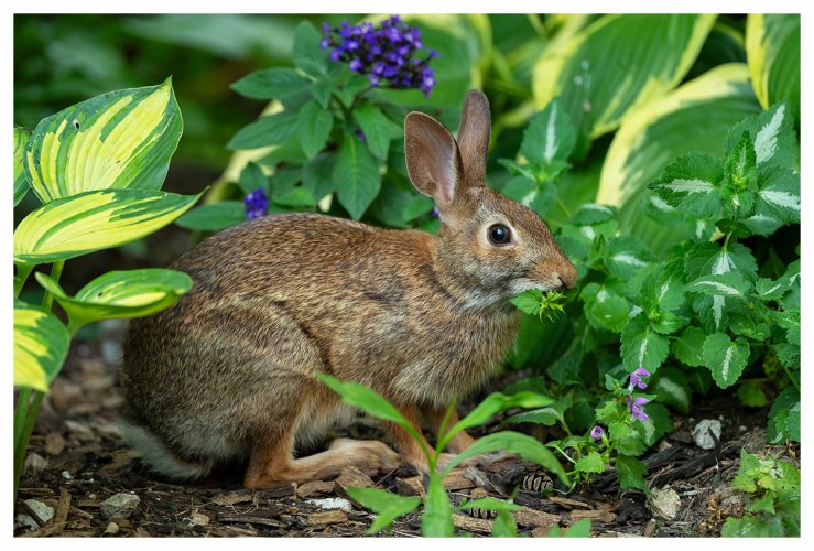 The rabbit and co.