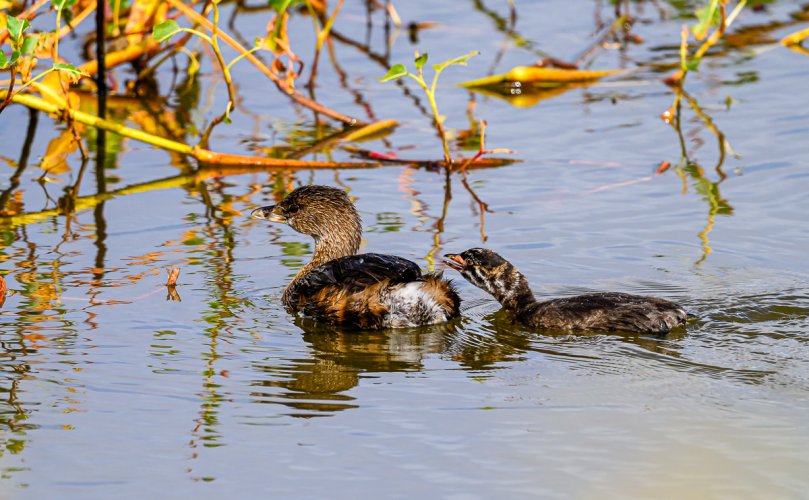 "Feed Me"  Pied-billed Grebes mom and offspring and a lifer Hooded Warbler