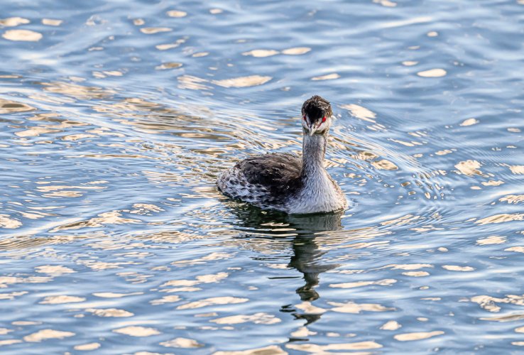 "Take Me To Your Leader"  Eared Grebe (non breeding plumage)