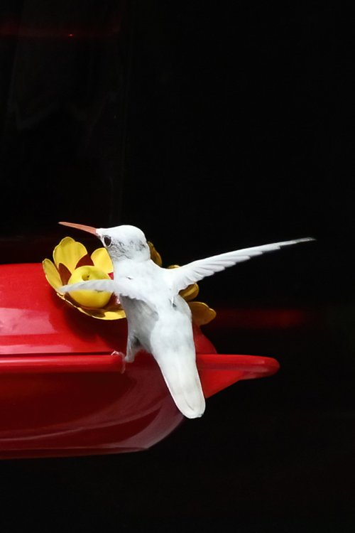 Albino hummingbird