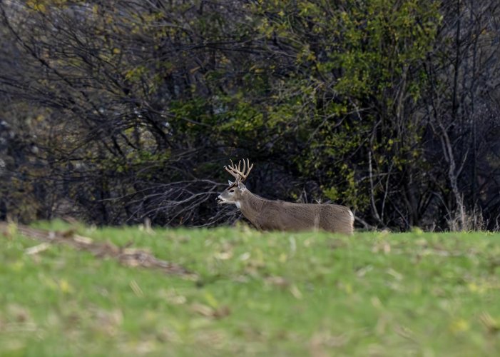 BUCK @ 300 yards