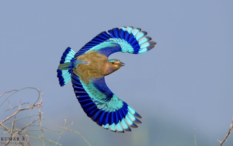 Indian Roller…,Z9 with 600mmTC. 1/3200s f6.3 ISO 360