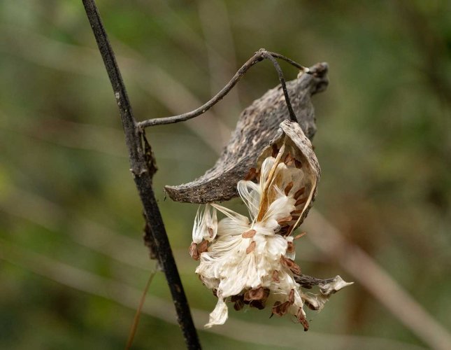 milkweed.orig..vs.DSC_0228-2.jpg