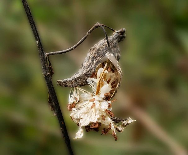 milkweed.processed.vs.DSC_0228.jpg