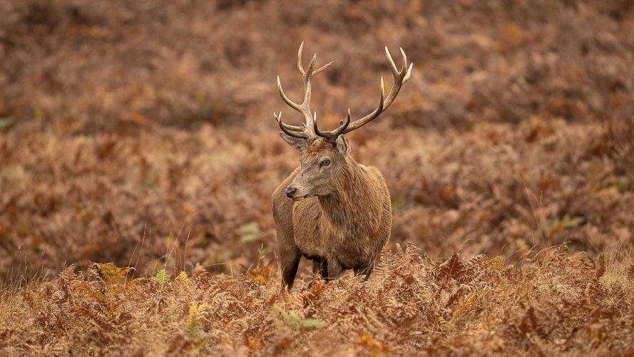 Red Deer Pretender