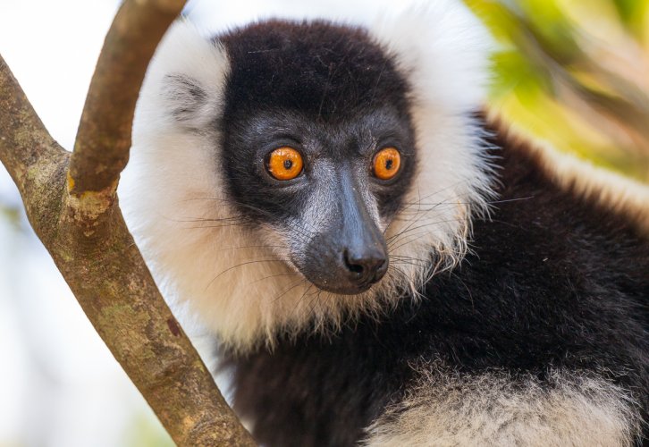 Lemurs from Madagascar