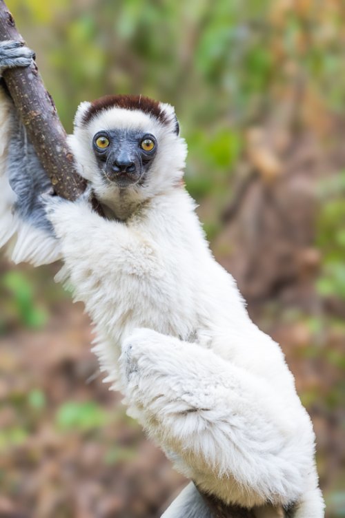 More lemurs