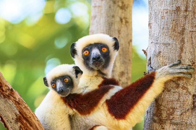 Coqurel's Sifaka