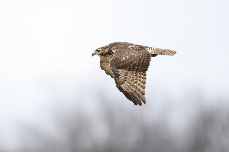 A couple images of a Red Tailed Hawk in flight on a cool, cloudy day