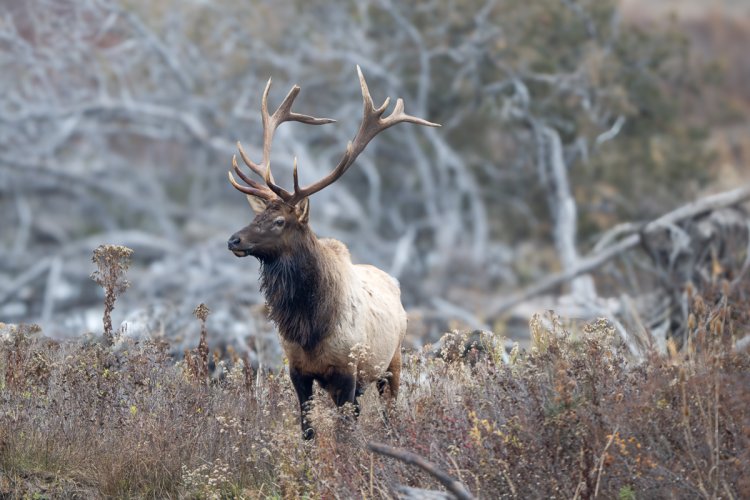 Elk not whitetail