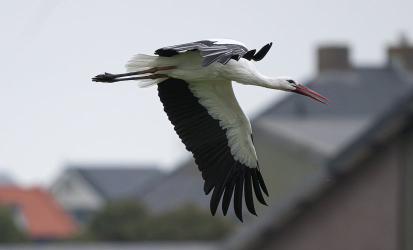 just a stork