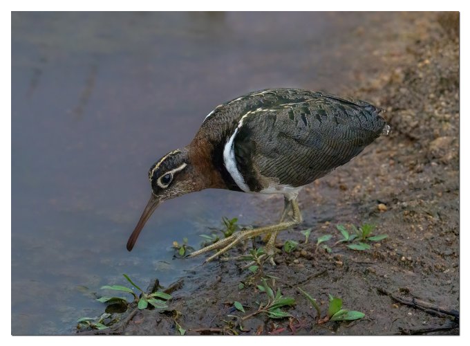 Greater Painted Snipe female