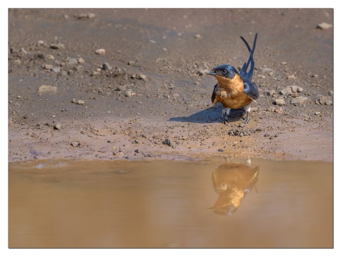 Read-breasted Swallow gathering mud