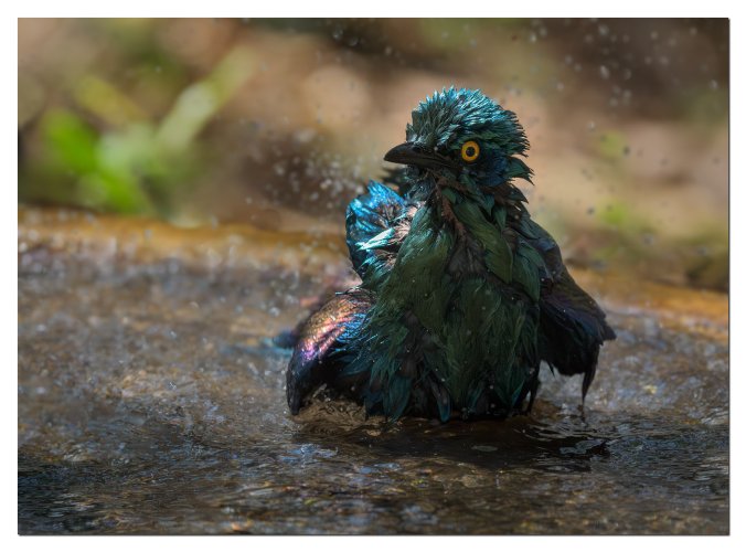 Greater Blue-eared Starling bathing