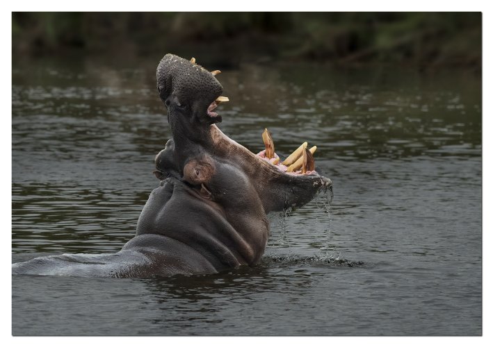 Hippo teeth display